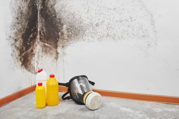 Best Office Mold Removal Services  in Darmstadt, IN