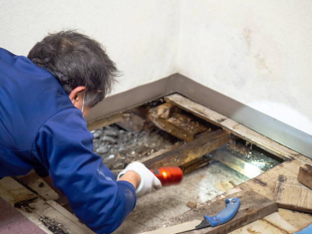 Best Water Damage Restoration  in Darmstadt, IN