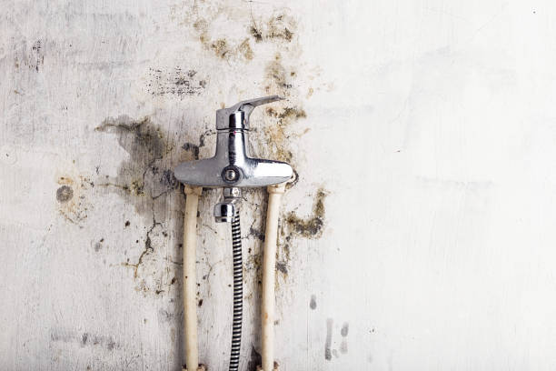 Best Affordable Mold Removal  in Darmstadt, IN