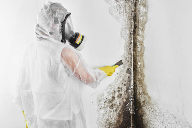 Best Toxic Mold Removal  in Darmstadt, IN