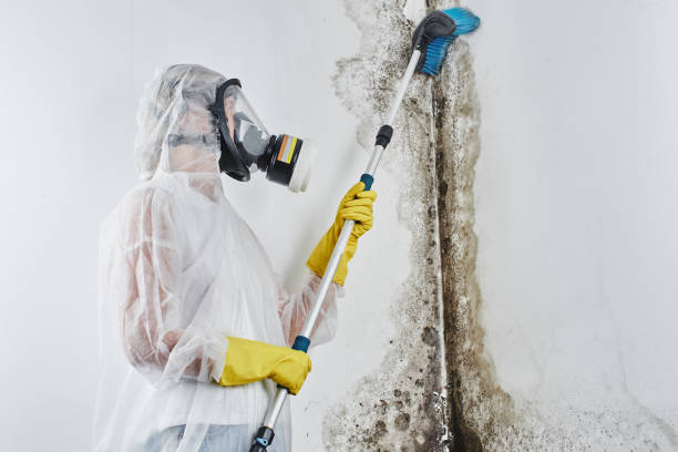 Mold Removal Process in Darmstadt, IN