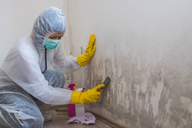 Best Mold Testing  in Darmstadt, IN