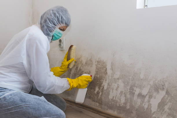 Best Mold Removal Near Me  in Darmstadt, IN