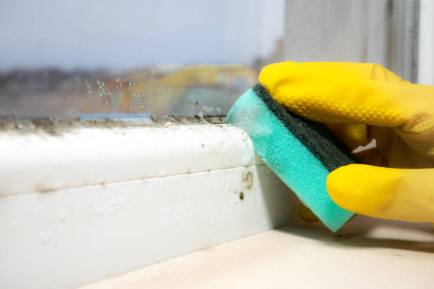 Home Mold Removal in Darmstadt, IN