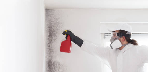 Best Crawl Space Mold Removal  in Darmstadt, IN