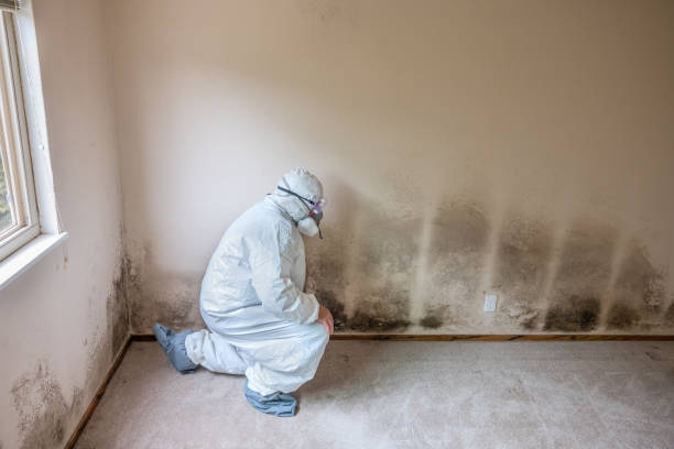 Best Best Mold Removal Companies  in Darmstadt, IN