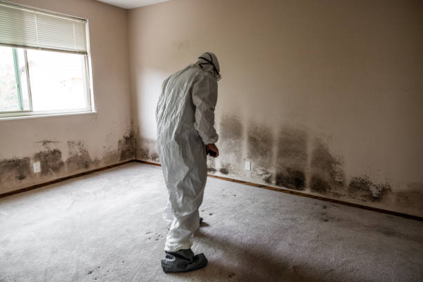 Best Mold Removal Company Near Me  in Darmstadt, IN